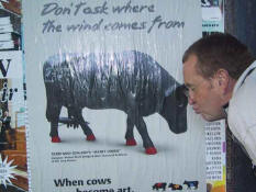 Vache 'Team New Zeland' (le pis 'quille  ailettes')