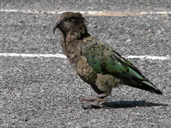 Un KEA, sorte de perroquet local