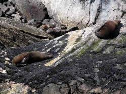 Phoques dans Milford Sound