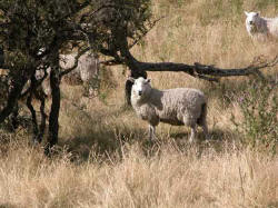 Et au retour, des moutons partout...