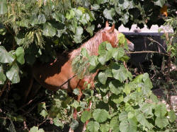 Le Cheval cach